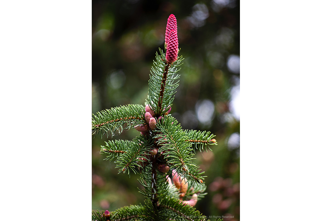 Spring Pine Flower